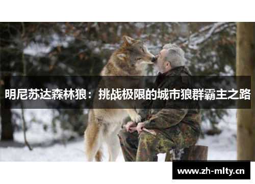 明尼苏达森林狼：挑战极限的城市狼群霸主之路